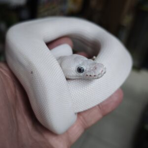 PYTHON REGIUS B.E.L HYPO FEMELLE 600.00 €