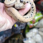 BOA IMPERATOR SCORIA MALES ET FEMELLES 600.00 €