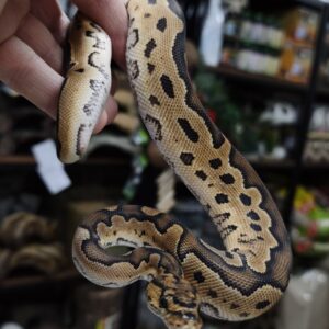 PYTHON REGIUS CLOWN FEMELLE 130.00 €