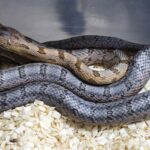 PANTHEROPHIS BAIRDI FEMELLE VENDU