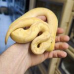 PYTHON REGIUS CORALGLOW PASTEL YELLOW BELLY CLOWN MALE CLOWN 400.00 €
