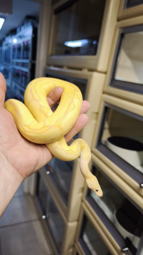 PYTHON REGIUS CORALGLOW FIRE PASTEL YELLOW BELLY CLOWN MALE 400.00 ...
