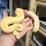 PYTHON REGIUS CORALGLOW YELLOW BELLY LESSER PASTEL CLOWN FEMELLE VENDU