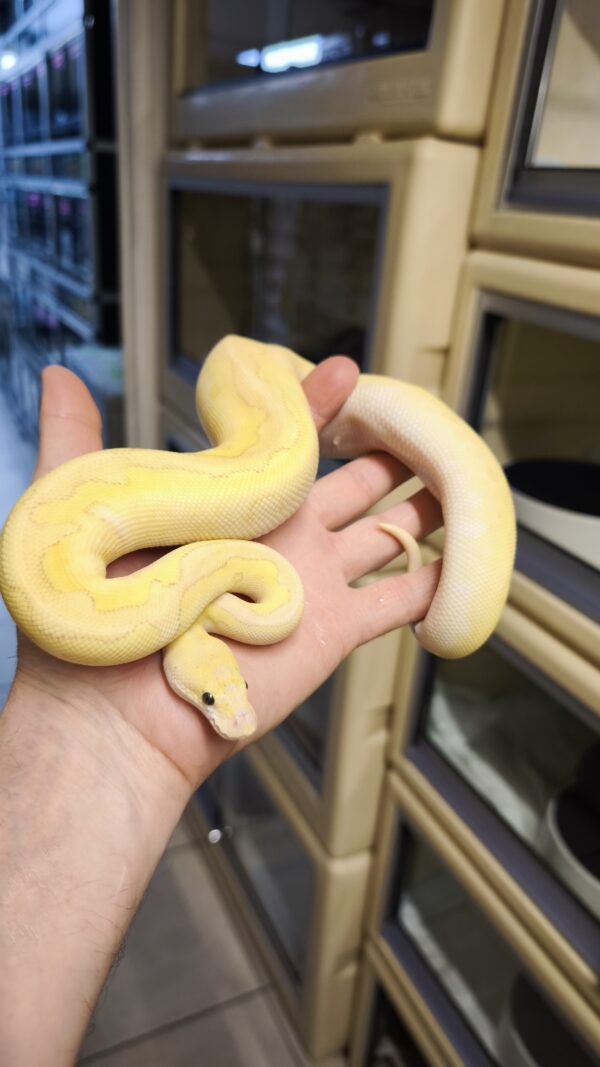 PYTHON REGIUS CORALGLOW YELLOW BELLY LESSER PASTEL CLOWN FEMELLE 450.00 ...