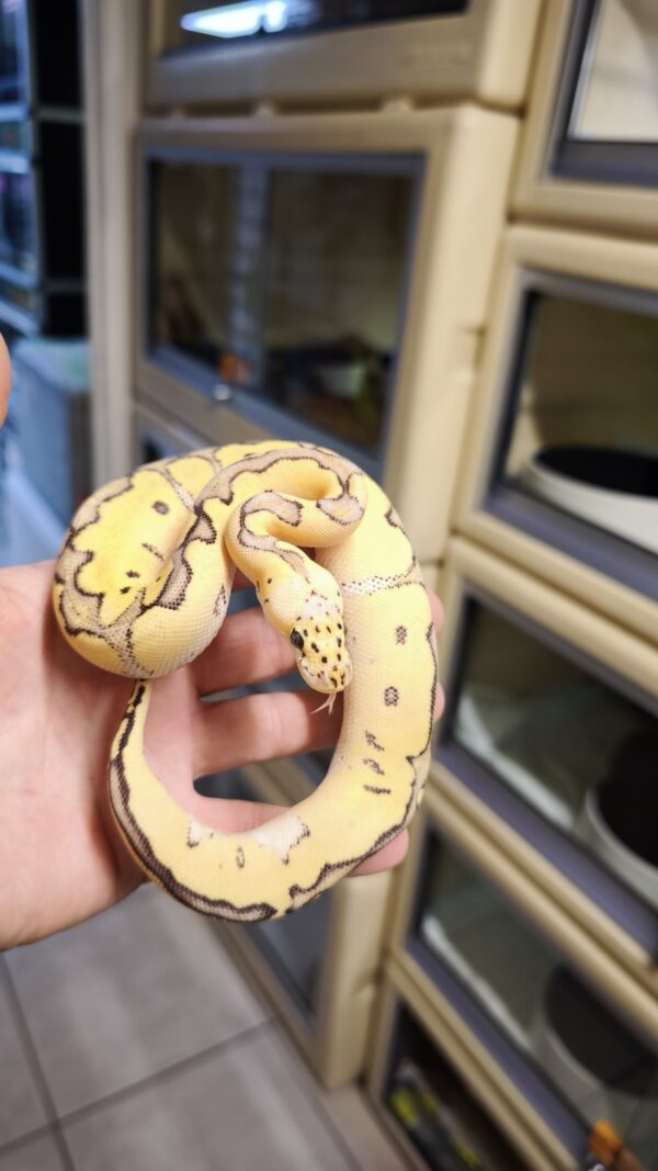 PYTHON REGIUS YELLOW BELLY FIRE PASTEL CLOWN FEMELLE VENDU – Reptile ...