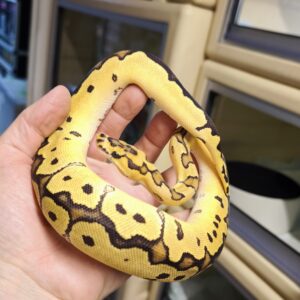 PYTHON REGIUS YELLOW BELLY FIRE CLOWN MALE 450.00 €