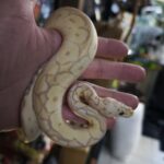 PYTHON REGIUS CORALGLOW PASTEL CLOWN POSS FIRE MALE 300.00 €