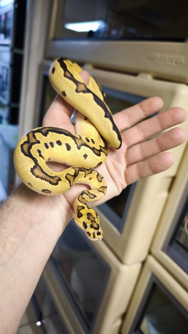 PYTHON REGIUS YELLOW BELLY FIRE CLOWN FEMELLE 480.00 € – Reptile Passion