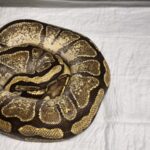 PYTHON REGIUS ENCHI FIRE PASTEL FEMELLE REPRODUCTRICE  250.00 €