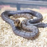 PANTHEROPHIS BAIRDI MALE 180.00 €