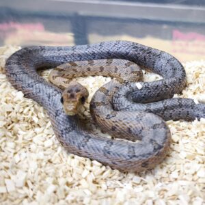 PANTHEROPHIS BAIRDI MALE 180.00 €