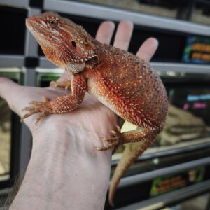 POGONA VITTICEPS RED HYPO POSS BLUE BAR HET TRANS FEMELLE VENDU