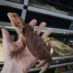 POGONA VITTICEPS RED HET HYPO TRANS MALE VENDU