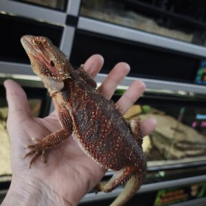 POGONA VITTICEPS RED HET HYPO TRANS MALE VENDU