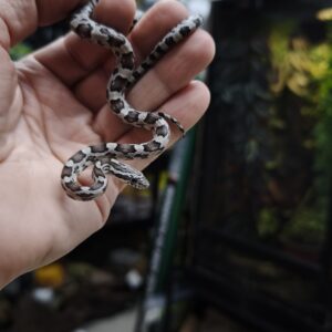 PANTHEROPHIS GUTTATUS ANÉRYTHRISTIQUE MALE ET FEMELLE 80.00 €