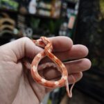 PANTHEROPHIS GUTTATUS AURATUM MOTLEY MALE ET FEMELLE 90.00€