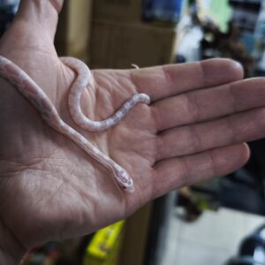 PANTHEROPHIS GUTTATUS SNOW  FEMELLE 90.00 €