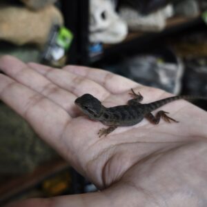 POGONA VITTICEPS BLACK AND TIGER TRANSLUCENT 250.00 €