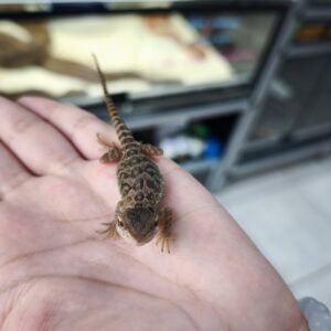 POGONA VITTICEPS COLOR MIX ( ORANGE , YELLOW , RED ) 150.00 €