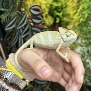 CHAMAELEO CALYPTRATUS FEMELLE N10 /100.00 €