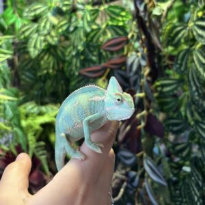 CHAMAELEO CALYPTRATUS MALE N15 VENDU