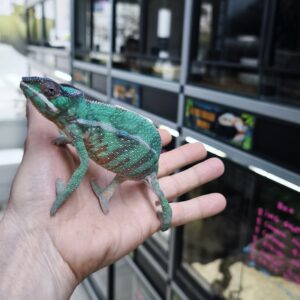 FURCIFER PARDALIS NOSY MITSIO 11 MOIS MALE VENDU