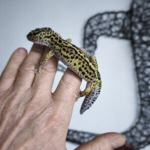 EUBLEPHARIS MACULARIUS MACK SNOW REVERSE STRIPE HET TREMPER FEMELLE N1 /80.00 €