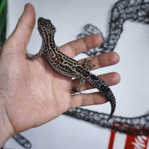 EUBLEPHARIS MACULARIUS MACK SNOW REVERSE STRIPE HET TREMPER FEMELLE N2 /80.00 €