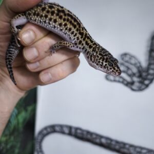 EUBLEPHARIS MACULARIUS MACK SNOW REVERSE STRIPE HET TREMPER FEMELLE N3 /80.00 €