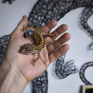 EUBLEPHARIS MACULARIUS ALBINOS REVERSE STRIPE N4 /80.00 €