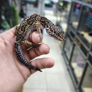 EUBLEPHARIS MACULARIUS MACK SNOW HET TREMPER FEMELLE N5 /80.00 €