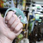 CHAMAELEO CALYPTRATUS PIEBALD MALE 170.00 €