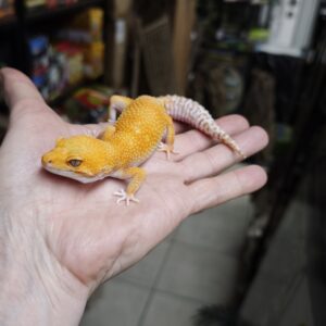 EUBLEPHARIS MACULARIUS SUNGLOW FEMELLE ADULTE 130.00 €