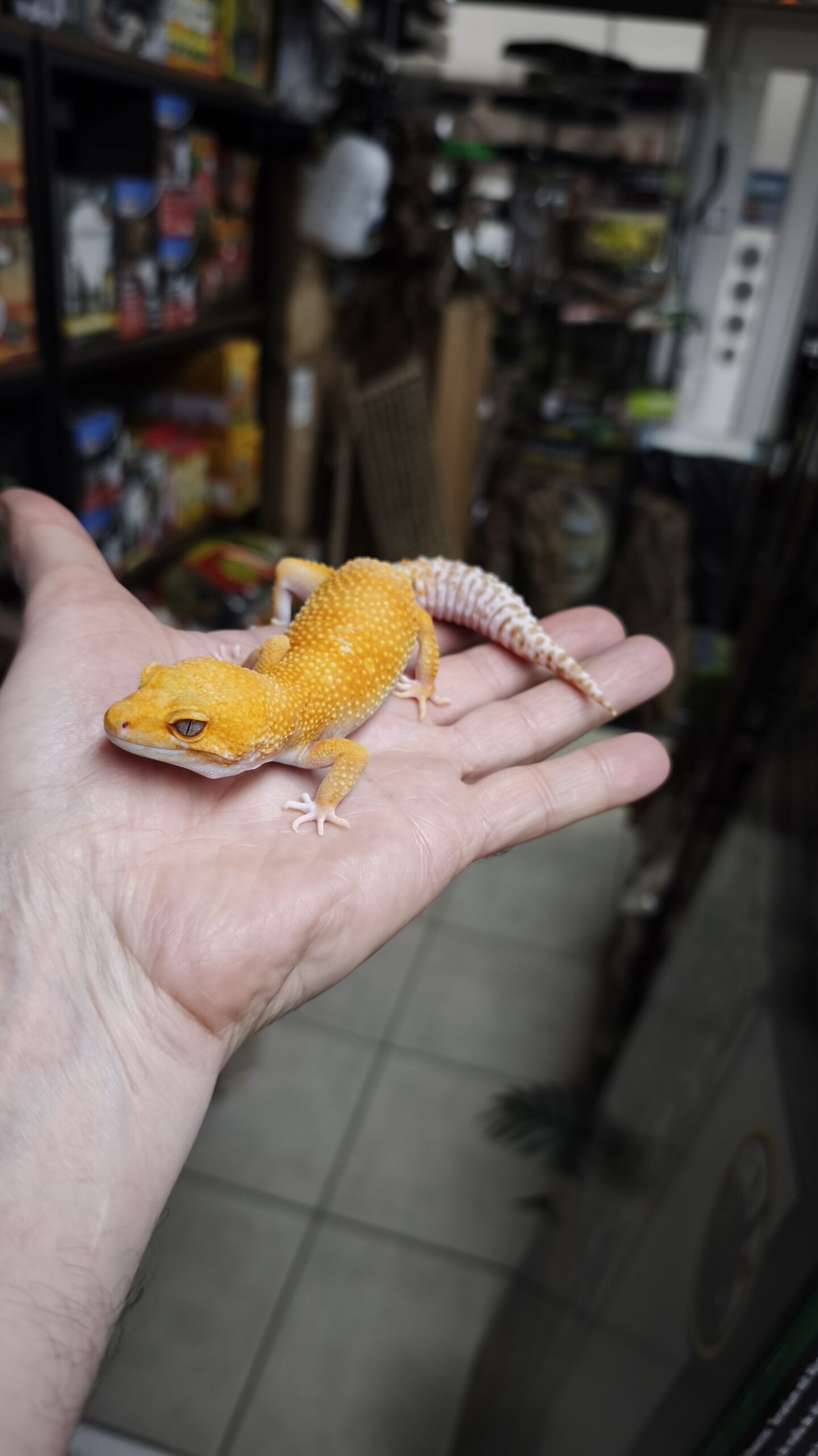 EUBLEPHARIS MACULARIUS SUNGLOW FEMELLE ADULTE 130.00 €