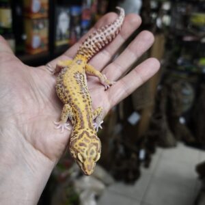 EUBLEPHARIS MACULARIUS STRIPE ALBINOS FEMELLE ADULTE 130.00 €