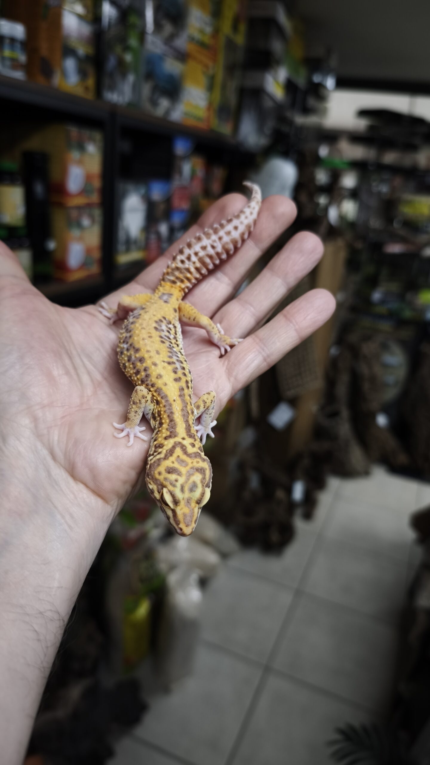 EUBLEPHARIS MACULARIUS STRIPE ALBINOS FEMELLE ADULTE 130.00 €