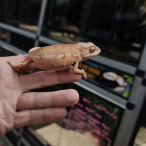 FURCIFER PARDALIS NOSE BE FEMELLE 08 /80.00 €