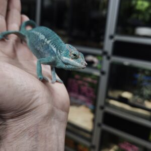 FURCIFER PARDALIS NOSE BE TRUE BLUE MALE N07/ 600.00 €