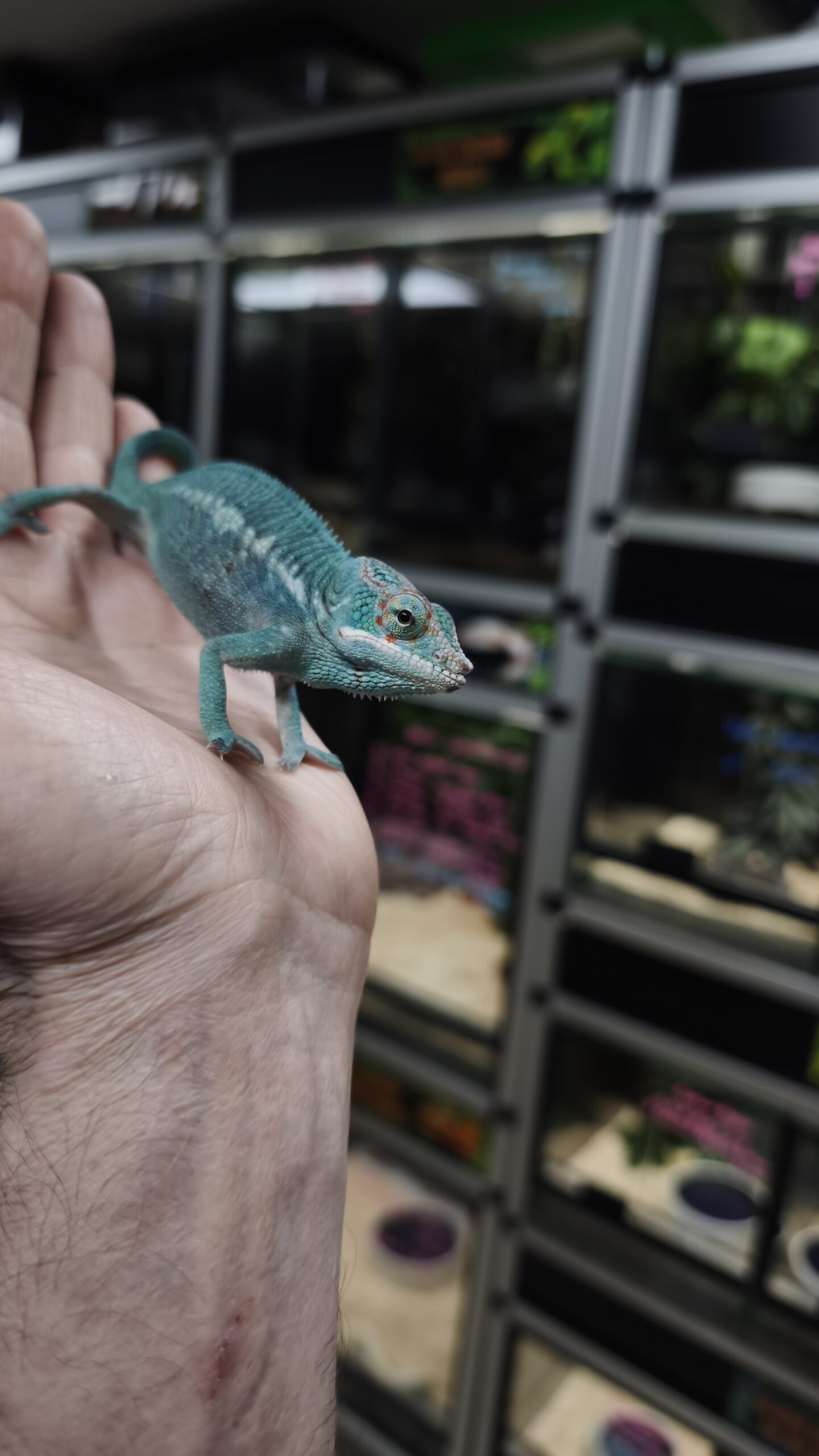 FURCIFER PARDALIS NOSE BE TRUE BLUE MALE N07/ 600.00 €