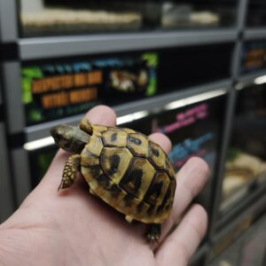 TESTUDO HERMANNI ( ITALIE ) NC 2025 /200.00 €