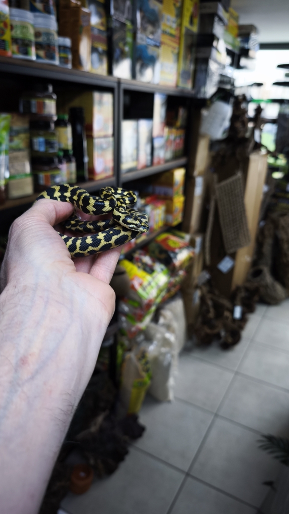 MORELIA SPILOTA CHEYNEI GERMAN BLOODLINE ( 50/50 ) FEMELLE 600.00 €