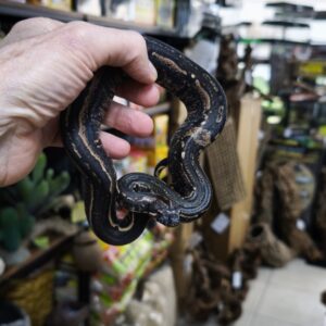 BOA IMPERATOR IMG HYPO JUNGLE MALE VENDU