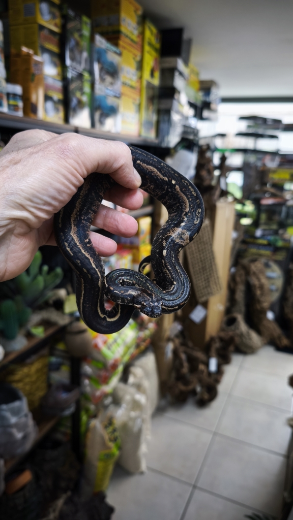 BOA IMPERATOR IMG HYPO JUNGLE MALE 500.00 €