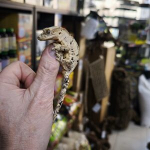 CORRELOPHUS CILIATUS MALE 150.00 €