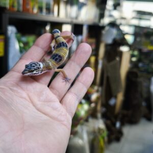 EUBLEPHARIS MACULARIUS JUNGLE 110.00 €