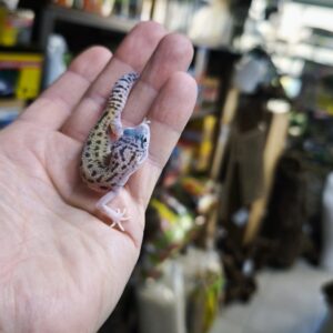 EUBLEPHARIS MACULARIUS ECLIPSE 110.00 €