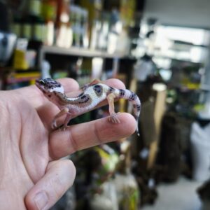 EUBLEPHARIS MACULARIUS SNOW 110.00 €