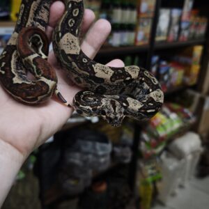 BOA IMPERATOR IMG HYPO JUNGLE FEMELLE 480.00 €