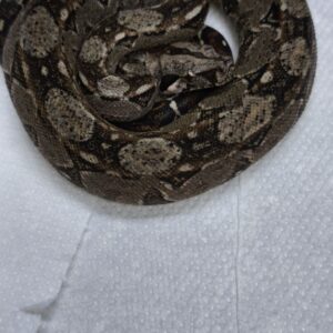 BOA SIGMA ( SONORA F1 ) MALE N2 / 400.00 €