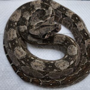 BOA SIGMA ( SONORA F1 ) MALE 1 / 400.00 €